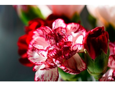 Fragancia de Clavel
