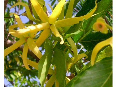 Fragancia de Ylang Ylang