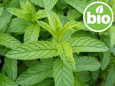 Aceite Esencial de Menta Piperita BIO