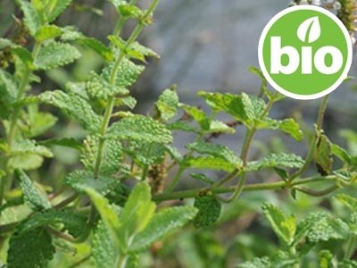 Aceite Esencial de Hierbabuena BIO