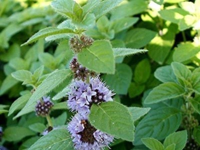 Aceite Esencial de Menta Arvensis - Mentha arvensis