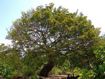 Aceite Esencial de Guaiaco Palo - Palo Santo