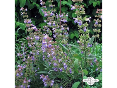 Hidrolato de Salvia Lavandulifolia / Española BIO