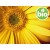 Aceite de Árnica BIO en Oliva BIO