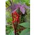 Aceite de Ricino Sulfatado (aceite rojo de Turquía) - Cosmos
