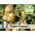 Aceite Esencial de Ciprés de Provenza BIO -  Francia
