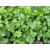 Aceite Esencial de Cilantro - Semillas