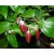 Aceite Esencial de Palo de Ho BIO - China
