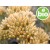 Aceite Esencial de Helicriso Picardii BIO