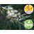 Aceite Esencial de Niaouli Silvestre - Qt. Viridiflorol