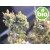 Aceite Esencial de Tomillo Verbena BIO - Qt. Linalol