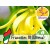Aceite Esencial de Ylang Ylang III - Silvestre BIO