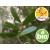 Aceite Esencial de Saro Silvestre y BIO - Qt. Limoneno