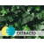 Extracto de Hiedra - Extracto Hidroglicerinado