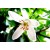 Aroma de Azahar - Hidrosoluble
