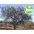 Aceite Esencial de Sándalo Spicatum BIO
