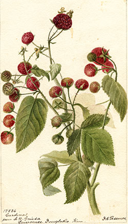 Ilustración de Aceite de Frambuesa BIO de 1ª presión