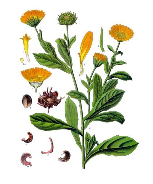 Ilustración de Aceite de Caléndula BIO en Oliva BIO
