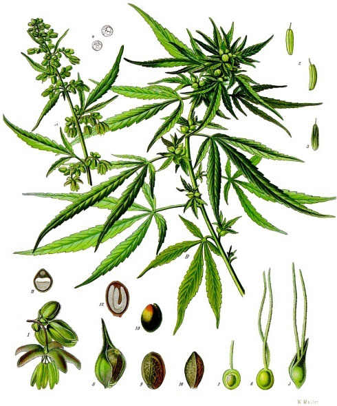 Ilustración de Aceite de Cáñamo 1ª presión BIO